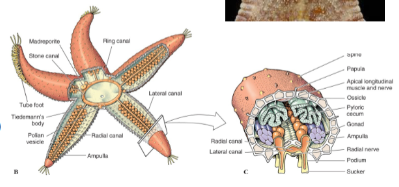 <ul><li><p>Madreporite - allows water in</p></li><li><p>Stone Canal - connects to</p></li><li><p>Ring Canal - connects to&nbsp;</p></li><li><p>Radial Canals - connects to</p></li><li><p>Lateral Canals - connects to</p></li><li><p>Tube feet (podia) - with suckers, operated by ampullae</p></li></ul><p></p>