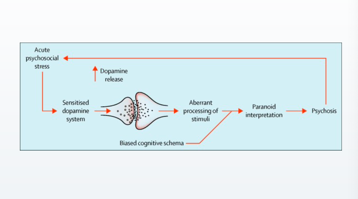 <ul><li><p>psychosocial stress, more dopamine than normal</p></li><li><p>information processing is biased</p></li><li><p>paranoid interpretation is more readily accessible, leading to psychosis</p></li><li><p>psychosis then leads to more psychosocial stress</p></li></ul>