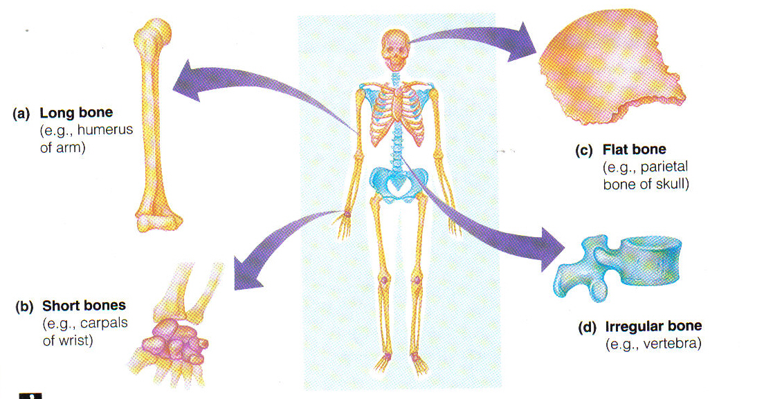 <p>Bone Shapes</p>