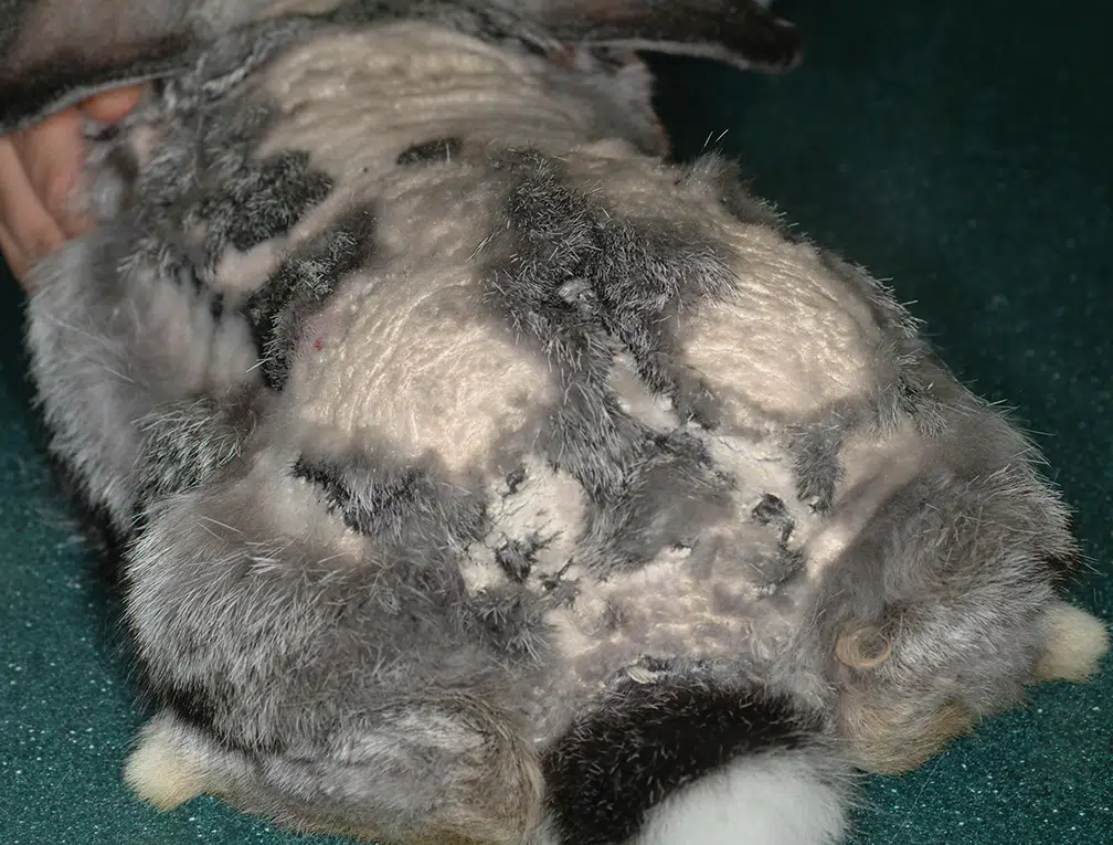 <p>Scaling, alopecia involving the dorsum of the back and neck, top of the head, face, ears, and tail, and pruritus with secondary infections</p>