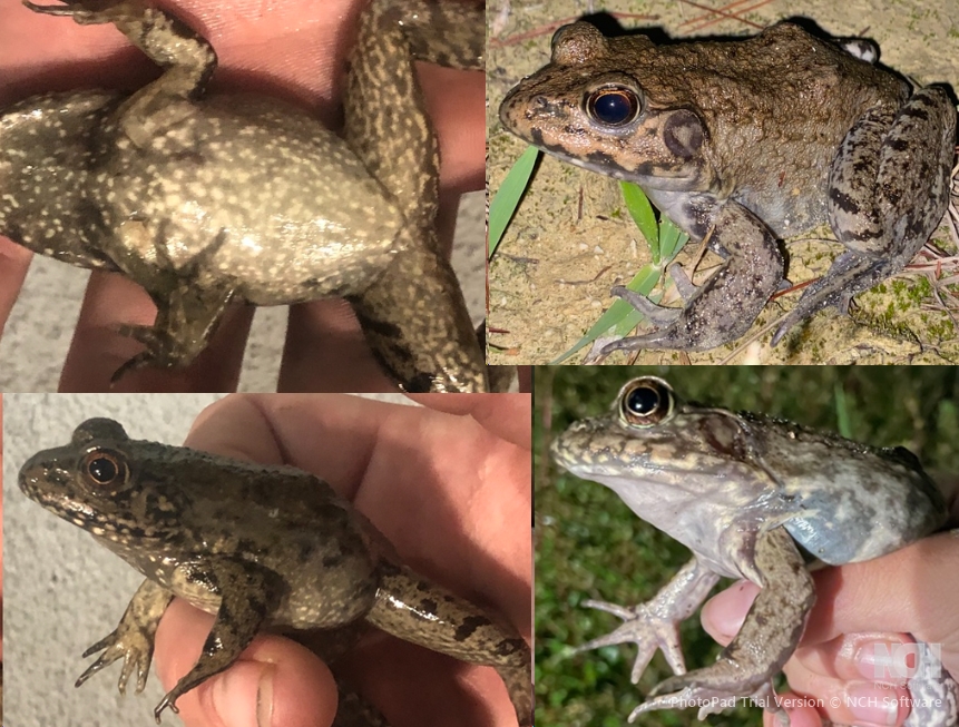 <p>River Frog, brown with gray-black markings, no dorsolateral folds, may have spotted upper lip</p>