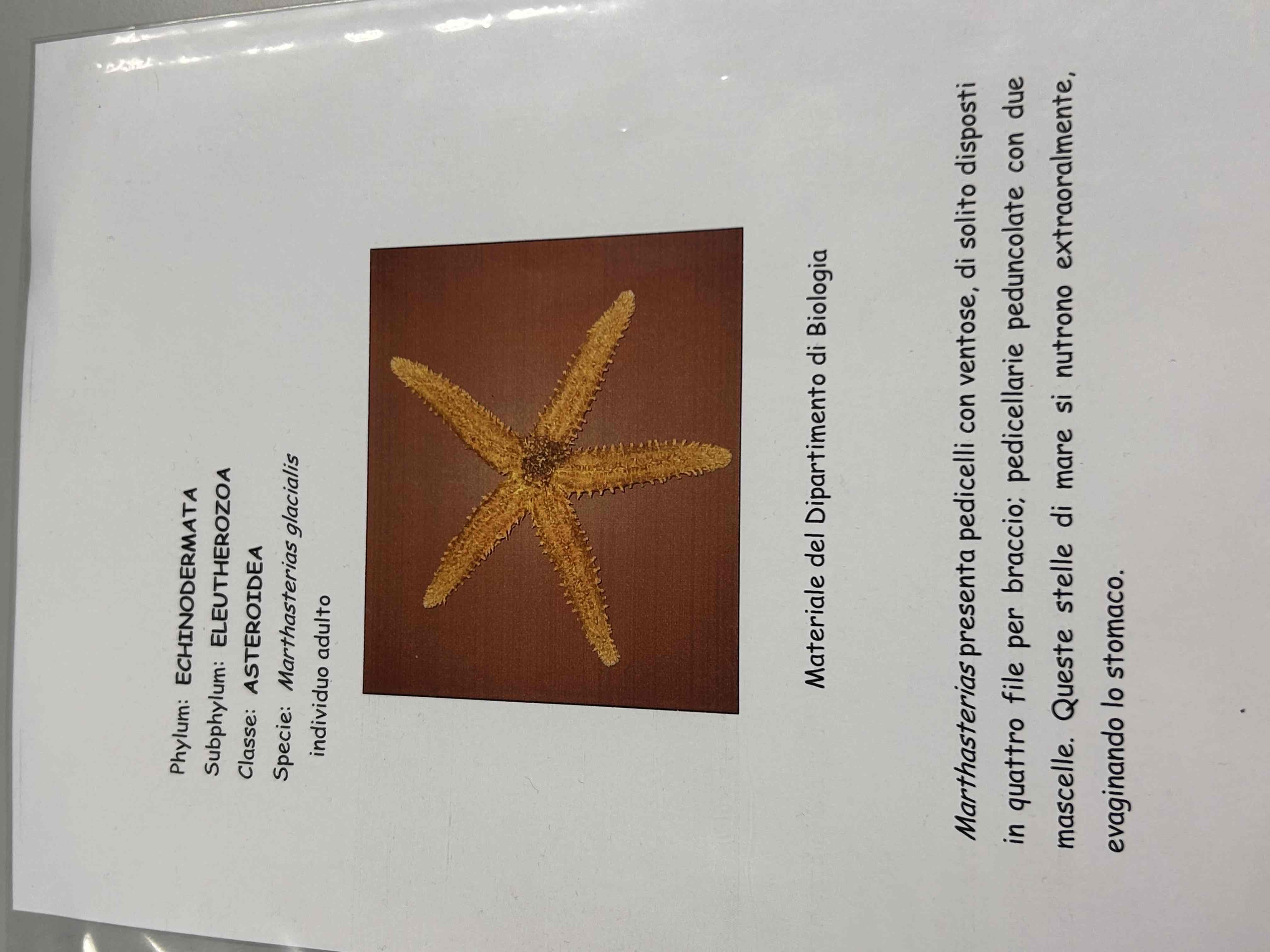 <p>Echinodermata</p><p>Asteroidea</p><p>Marthasterias glacialis</p>