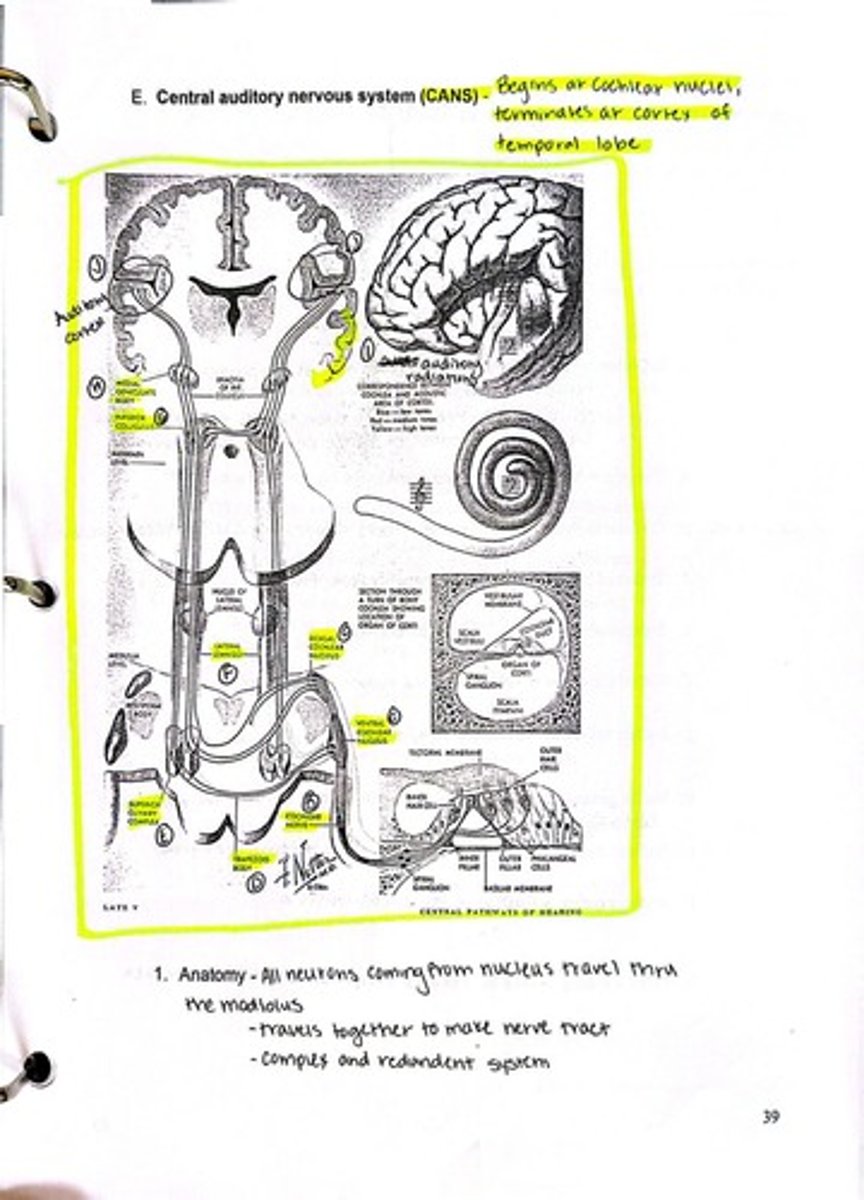 <p>It is the first synapse point for all 8th nerve fibers.</p>