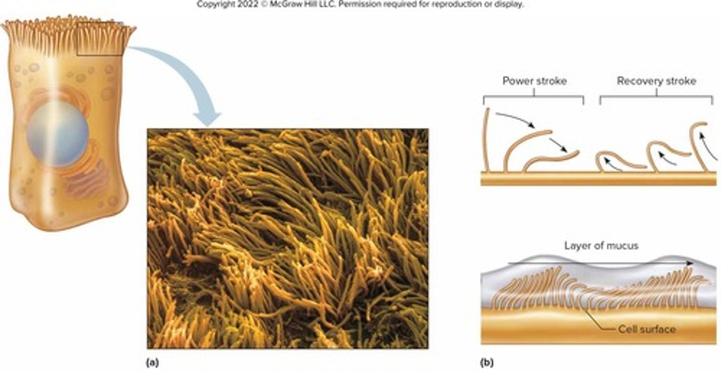 <p>Motile extensions of the cell membrane that propel mucus in the respiratory tract and move eggs toward the uterus.</p>