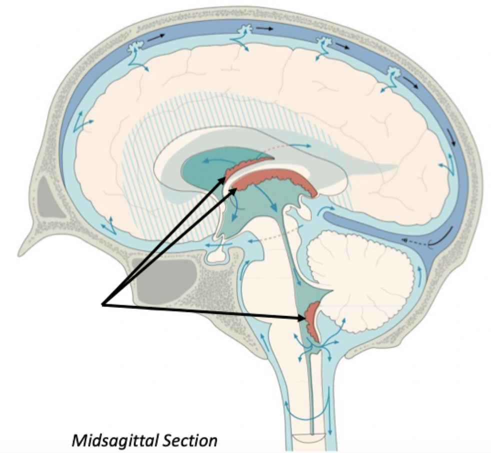 <p>Choroid Plexus</p>