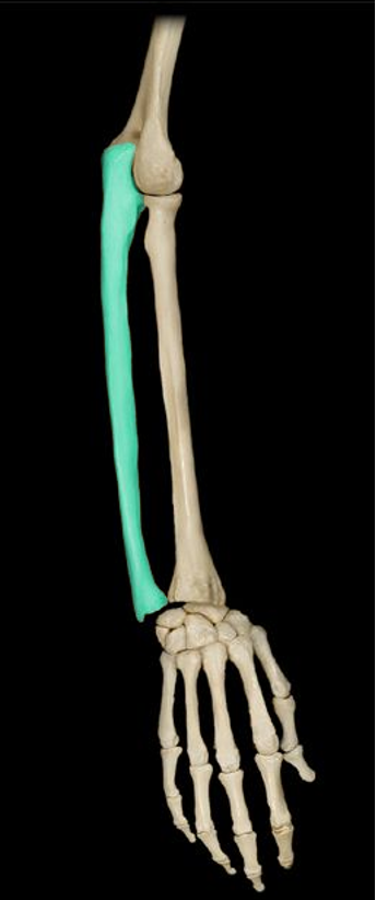 <p>lower arm bone of the lateral/pinky side</p>