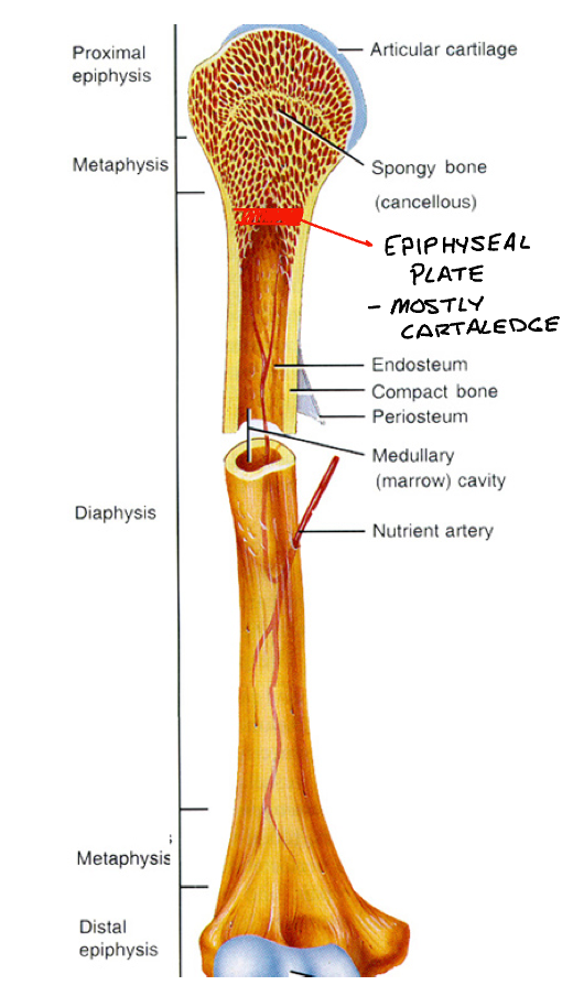 <p>Referred to as growth plate </p><p>Thin plane of cartilage </p><p>Plates close with maturity, time varies </p>