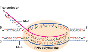 <p>when the DNA segment is copied into an RNA strand inside of the ribosomes and mRNA is created</p>