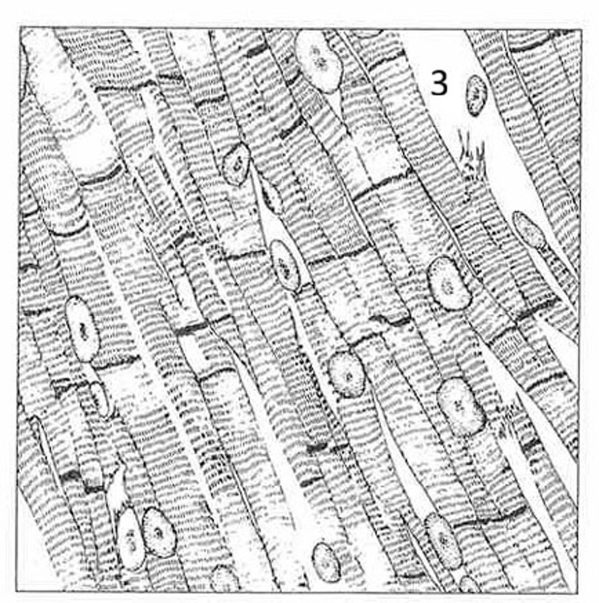 <p>Where is this tissue located?</p>