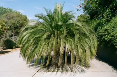 <p>-Cikasi</p><p>-Zamia; <span style="color: rgb(143, 92, 45);"><strong><em>Makrozamia</em></strong></span> është boçi më i madh që njihet deri më sot</p><p>-Dioon</p>