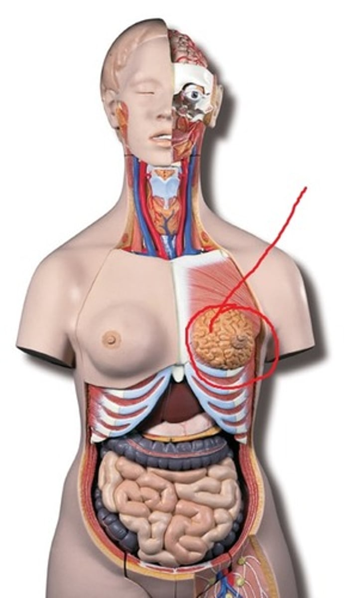 <p>Breast</p>