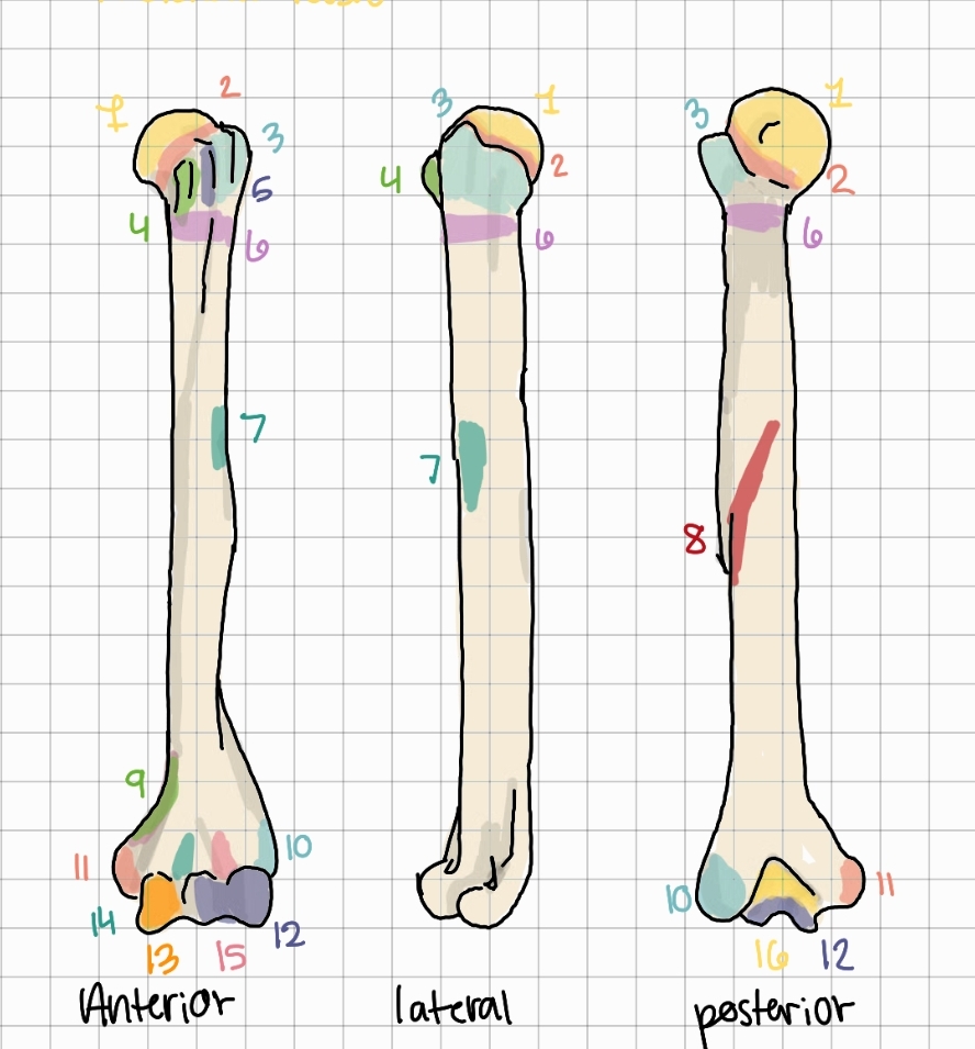 <p>14</p>