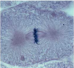 <ul><li><p>mitotic spindle facilitates movement of chromosomes</p><ul><li><p>align along centre of cell - metaphase plate</p></li><li><p>sister chromatids still attached to each other</p></li></ul></li><li><p><strong>Spindle Checkpoint-</strong>ensures anaphase won’t proceed until all chromosomes are at metaphase plate and microtubules by kinetochore</p></li></ul>