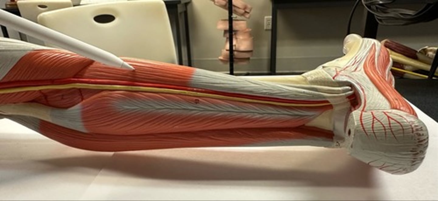 <p>What are the (2) attachments of the Flexor Digitorum Longus?</p>