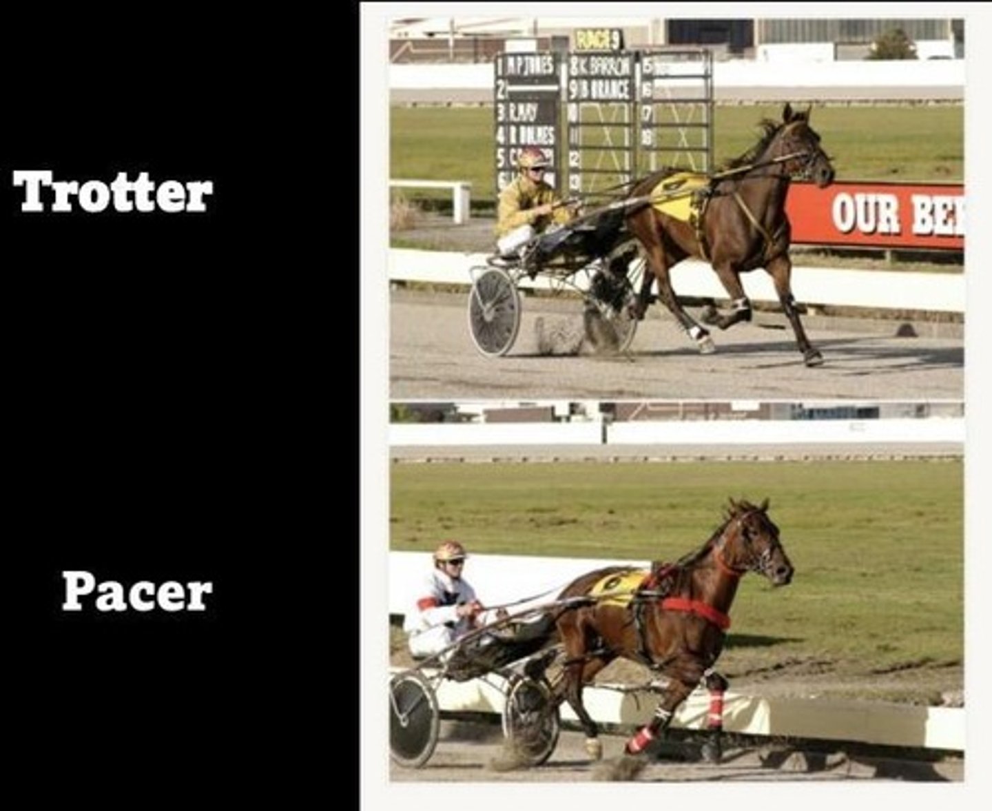 <p>Horses that move legs in diagonal pairs (left front + right hind).</p>