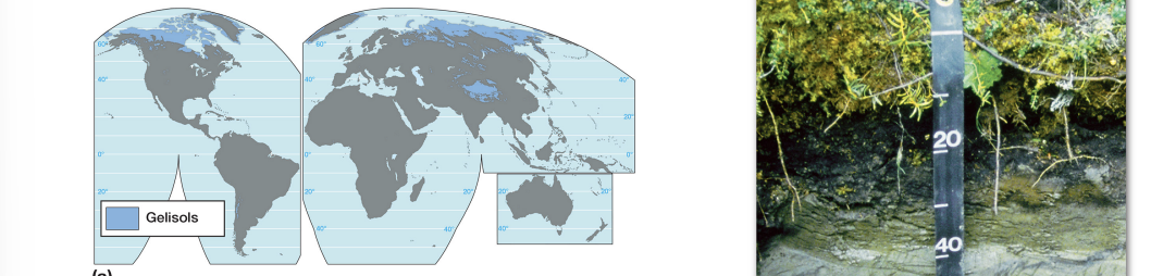<p><strong>gelisol characteristics</strong></p>