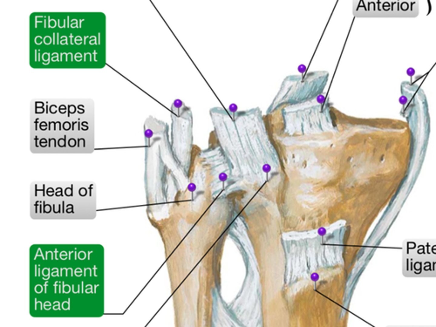 <p>Ligaments</p><p>Joint capsule</p><p>Popliteus tendon</p>