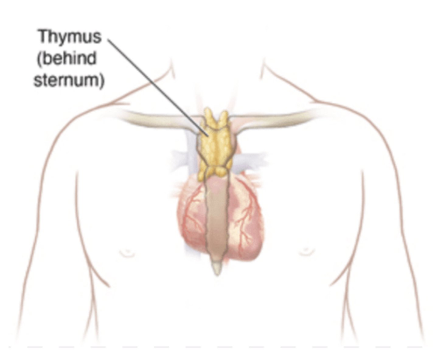 <p>To evaluate for the presence of thymoma or thymic hyperplasia.</p>