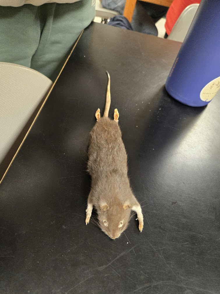 <p><span><span>▣ elongated snout,</span></span><br><span><span>▣ small beady eyes,</span></span><br><span><span>▣ nearly naked ears, and tail (with</span></span><br><span><span>scaly rings)</span></span><br><span><span>▣ uniform gray with black tipped</span></span><br><span><span>guard hairs, grades to light gray</span></span><br><span><span>to yellowish white underneath</span></span></p>