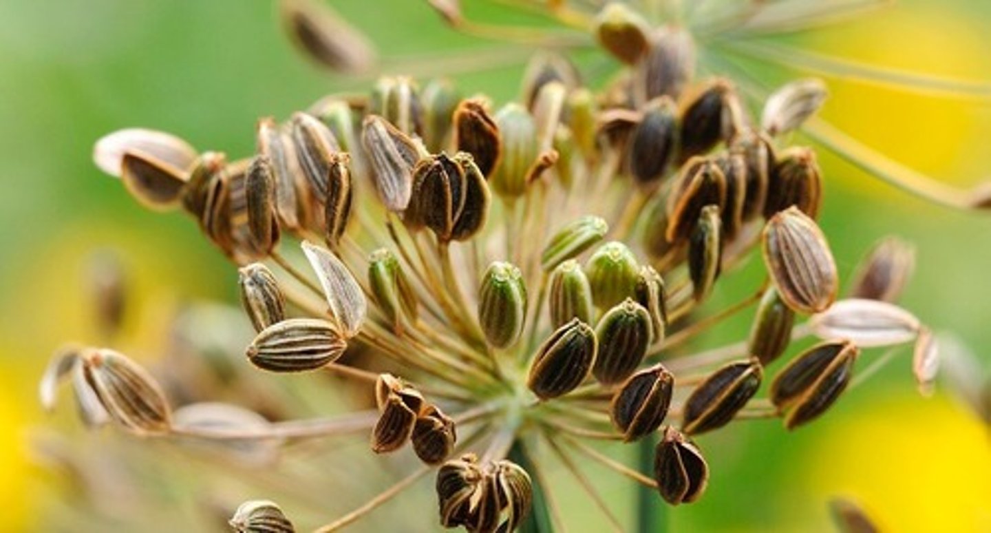 <p>(simple, dry, indehiscent)</p><p>formed from several carpels, each with a single seed, which separate from each other at maturity (e.g., carrots, dill)</p>