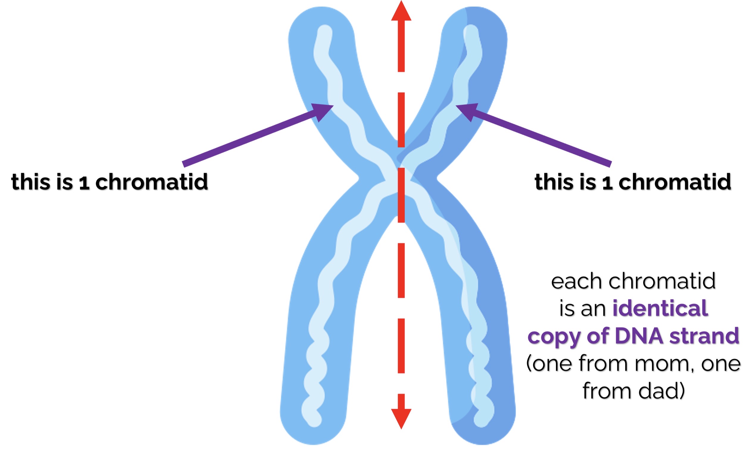 <p><strong>Chromatid</strong></p>