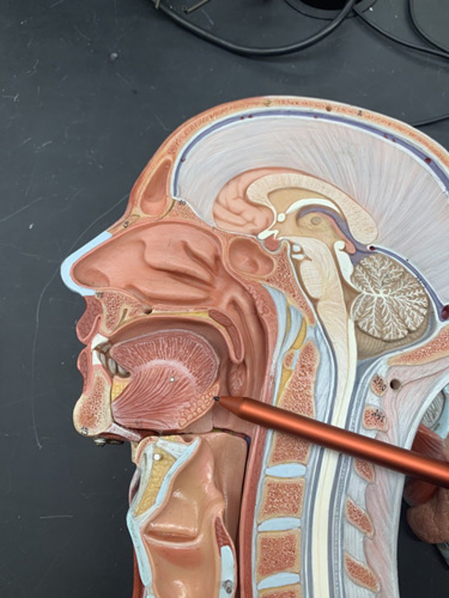 <p>mass of lymphoid tissue located at the base of the tongue</p>