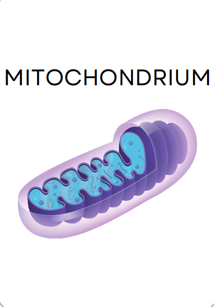 <p>MITOCHONDRIUM</p>