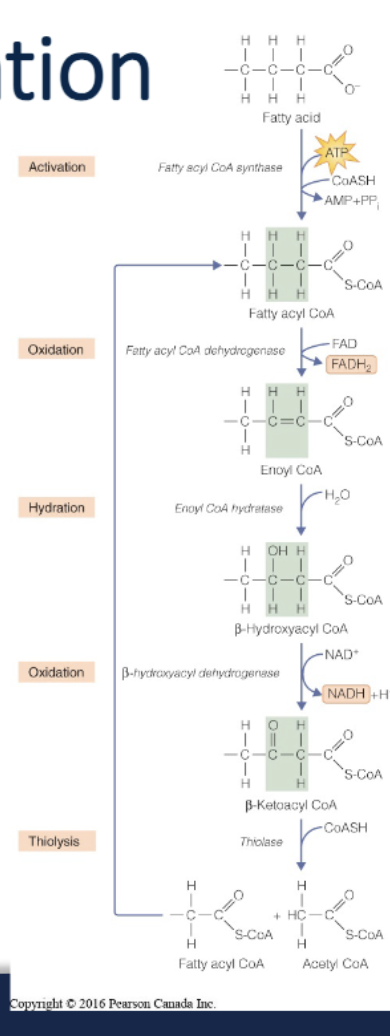 <p>fatty acids are broke down to produce acetyl-CoA; each pair of carbons in FA chain are used to produce 1 acetyl-CoA</p>