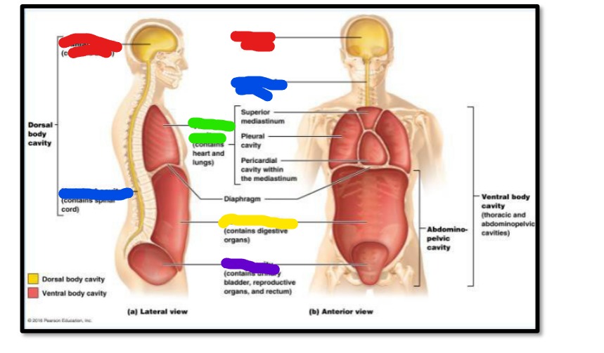 <p>what cavity is green</p>