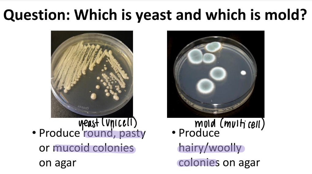 <p>yeasts (unicell) = round, pasty (doughy), mucoid colonies </p><p>MOLD (multicel) = hairy, wooly, fuzzy </p>