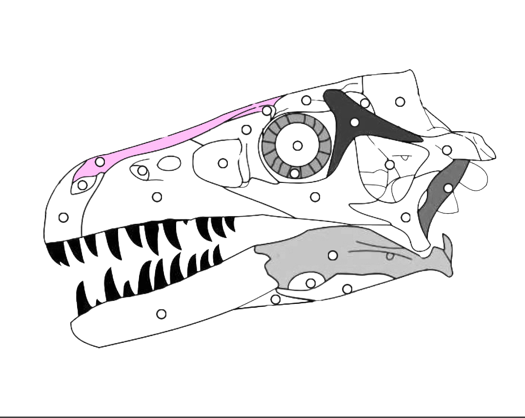 <p>What part of the dinosaur skull is this?</p>