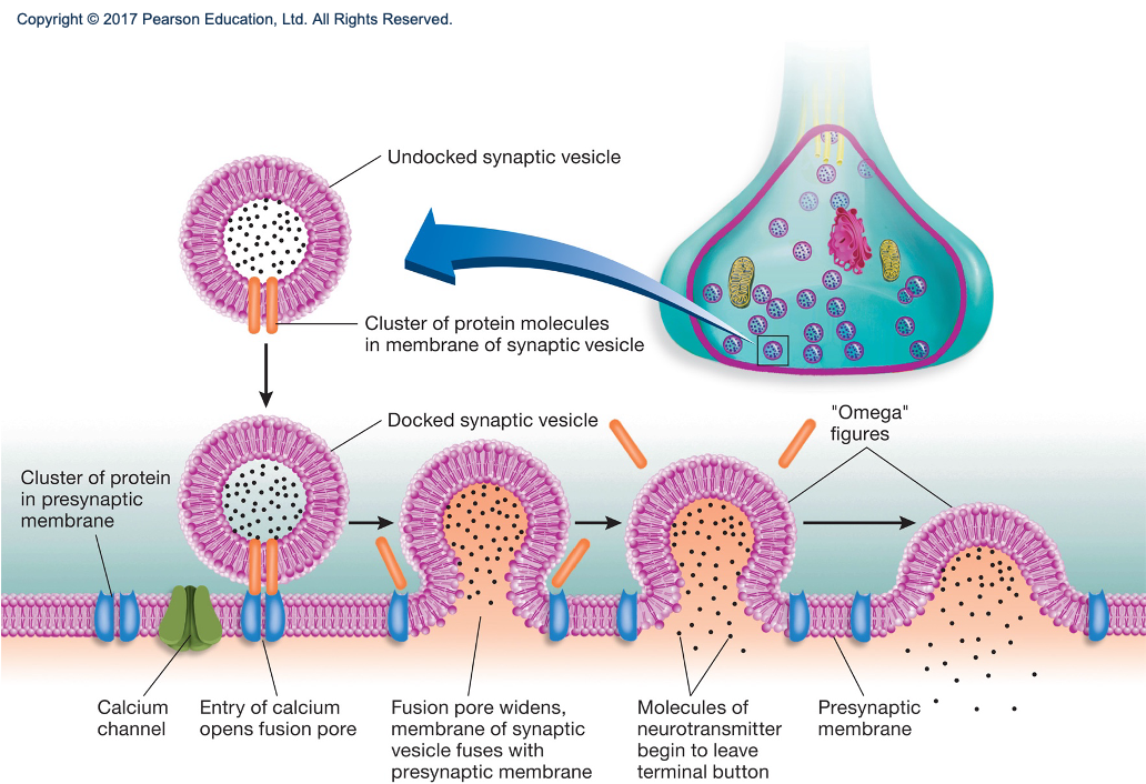 <ol><li><p>action potential passes down</p></li><li><p>Ca channel opens; Ca2+ (more concentrated outside neuron and want to enter) enters</p></li><li><p>vesicles fuse with membrane. pore opens (omega figures)</p></li><li><p>release of neurotransmitter (exocytosis)</p></li><li><p>NT diffuses, binds to post-synaptic membrane</p></li><li><p>post-synaptic ion channels open</p></li><li><p>ions flow in or out = excitatory of inhibitory post synaptic potentials</p></li></ol><p></p>