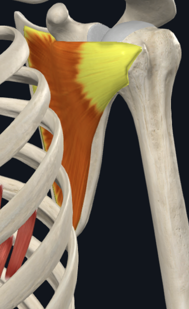 <p>What muscle is this (specific)</p>
