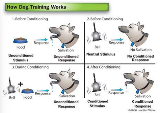 <ul><li><p><span><span>Dogs can associate the noise of opening a cabinet with food…</span></span></p></li></ul><ol type="1"><li><p><span><strong><span>BEFORE CONDITIONING: </span></strong><span>Food would be put out in front of the dog, and the dog would start salivating.</span></span></p><ol type="a"><li><p><span><span>No teaching/learning required --> dog would automatically respond (unconditioned stimulus)</span></span></p><ol type="i"><li><p><span><span>Ex> our spray bottle = our unconditioned spray bottle because we didn't have to teach/learn the subject to flinch when sprayed in the face; our unconditioned response was flinching</span></span></p></li></ol></li></ol></li><li><p><span><strong><span>BEFORE CONDITIONING: </span></strong><span>Take something that doesn't usually cause a response in the dog. Dogs don't usually salivate from a bell.</span></span></p><ol type="a"><li><p><span><span>Neutral Stimulus --> doesn't cause a natural response in the dog</span></span></p><ol type="i"><li><p><span><span>Ex> the word can = our neutral stimulus because the subject wouldn't normally flinch on the word can</span></span></p></li></ol></li></ol></li><li><p><span><strong><span>DURING CONDITIONING:</span></strong><span> The bell is rung and then presents the food everyday. This tries to get the dog to learn that the bell means food is coming. Pavlov pairs the </span><u><span>unconditioned stimulus</span></u><span> with the </span><u><span>neutral stimulus.</span></u></span></p></li><li><p><span><strong><span>AFTER CONDITIONING:</span></strong><span> Remove the unconditioned stimulus, and the dog will have learned to associate the unconditioned stimulus with the conditioned stimulus. The dog is expecting food when it hears the bell.</span></span></p><ol type="a"><li><p><span><span>Ex> say "can" and don't get sprayed</span></span></p></li></ol></li></ol><p></p>