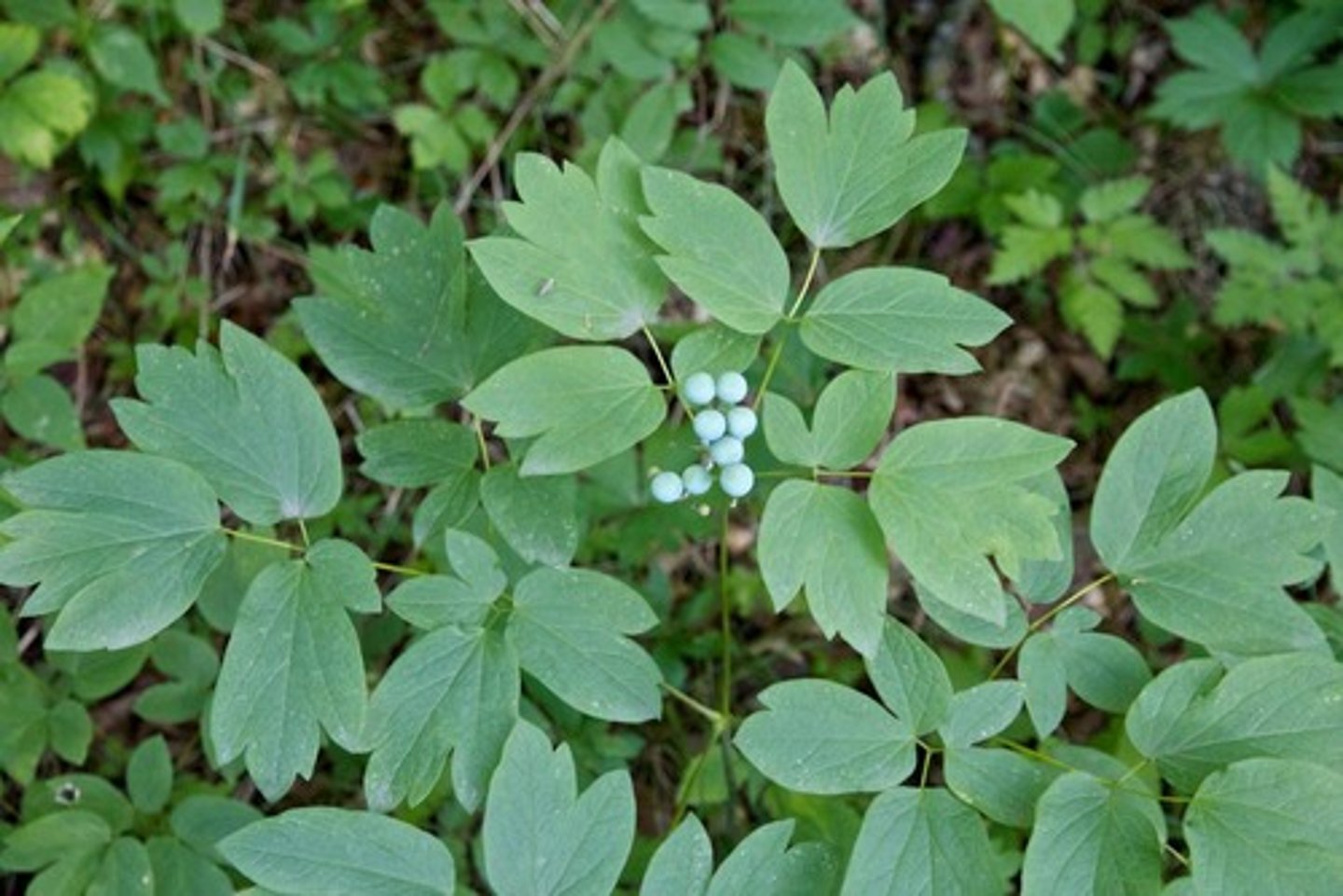 <p>Calophyllum thalictroides</p>