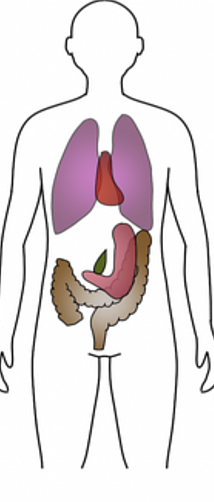 <p>intermediate between asthenic and sthenic; most difficult to classify </p>
