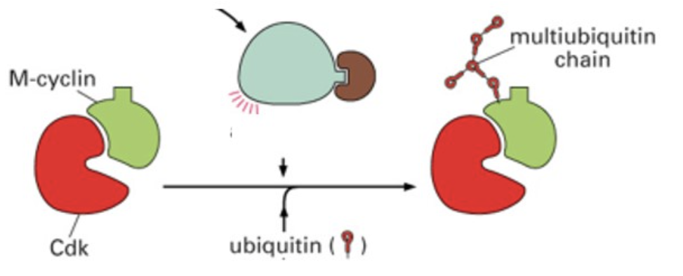 What will happen to the M cyclin shown in this image?