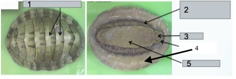 <p>What are the structures in the photo?</p>