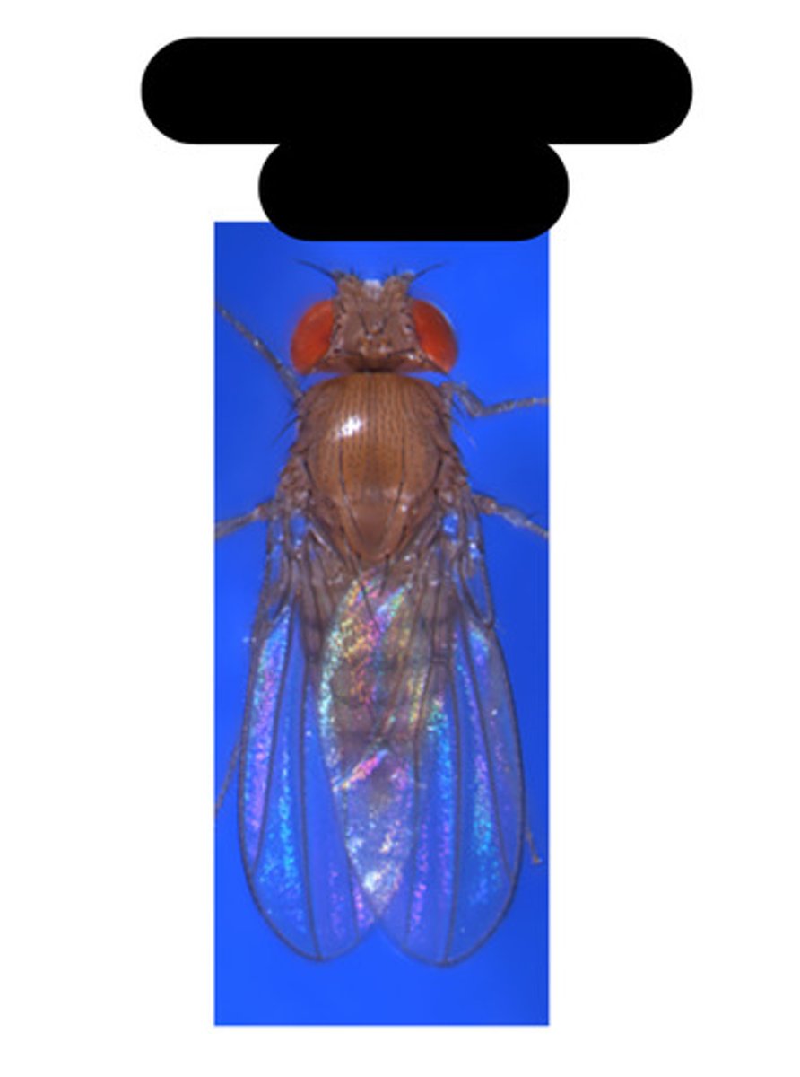 <p>Vestigial-winged (vg/vg), male</p>