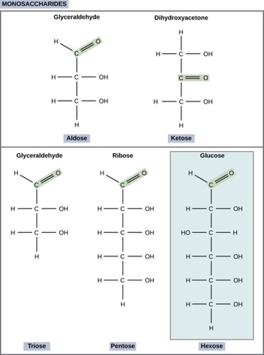<p>monosaccharide</p><p>(ex: glucose or fructose)</p>