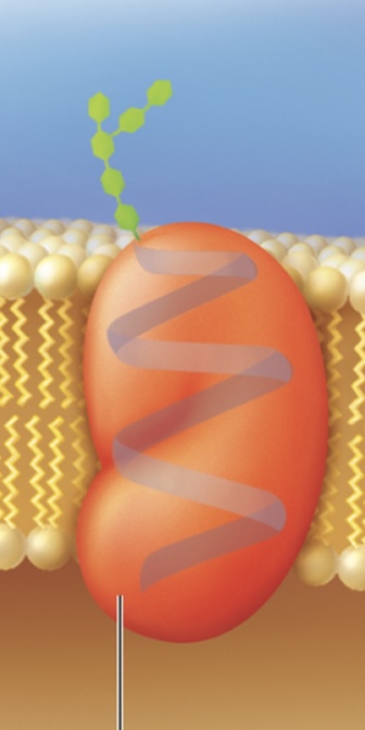 <ul><li><p>acts like an “identification tag” that enables the immune system to tell which cells belong to the body and which are <strong>foreign invaders.</strong></p></li></ul>