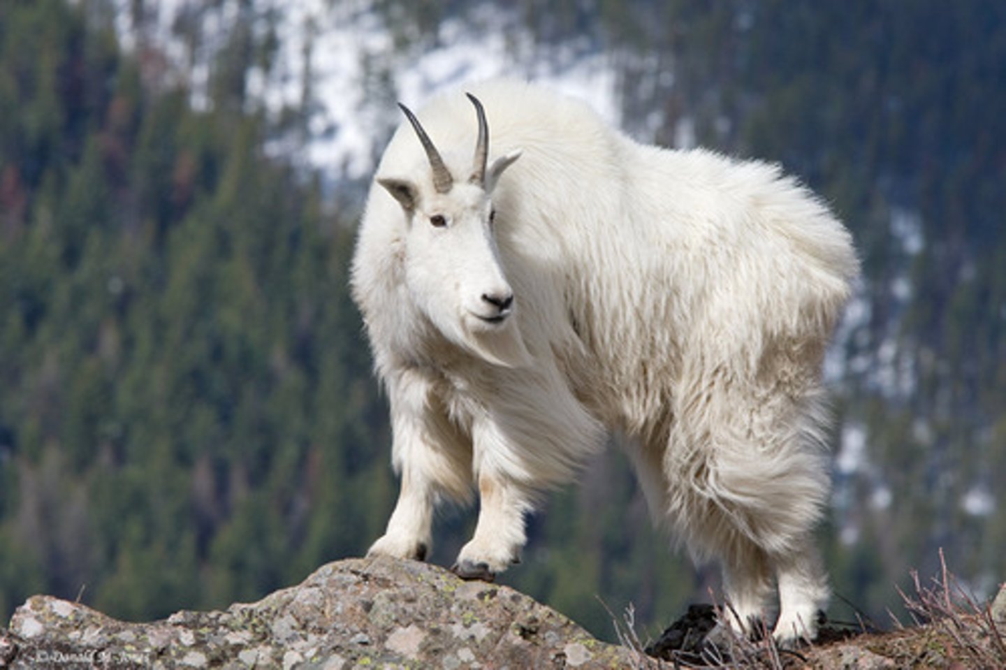 <p>Sure-footed alpine ungulate</p><p>- Thick white fur; black horns; muscular build.</p><p>- Very well adapted to alpine terrain (ever seen a mountain goat on the side of an impossible cliff?)</p><p>Cliff-dweller</p><p>- Lives on steep, rocky faces.</p>