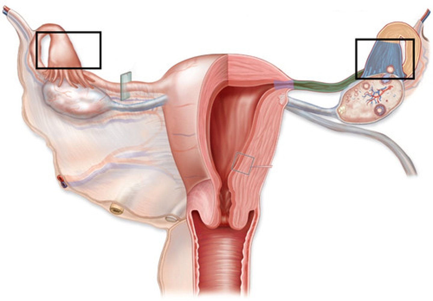 <p>funnel shaped, captures egg after release from ovary</p><p>has fimbriae</p>