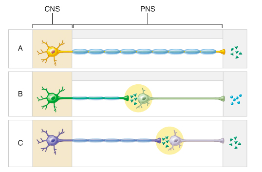 Which of the following best describes the effect on the heart of neurotransmitters released from the postganglionic neurons of B and C?