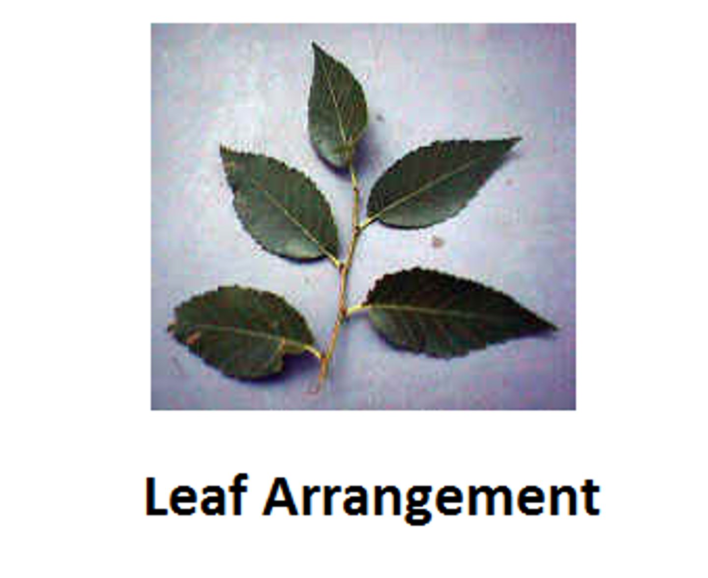 <p>what type of leaf arrangement does this branch have</p>