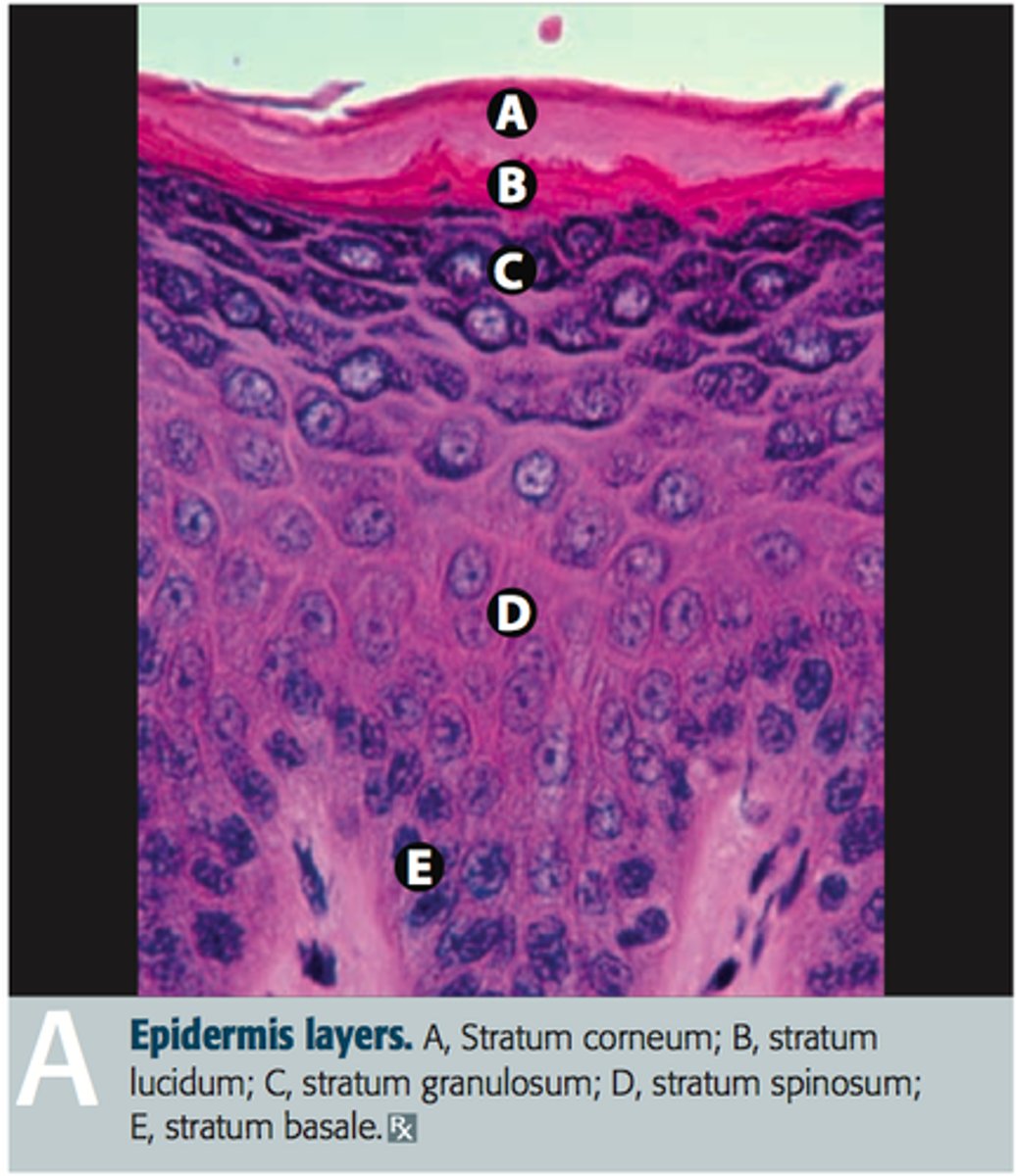 <p>Thick skin which covers the palms, fingertips, and soles of feet; Epidermis consists of 5 layers (thick), Order superficial to deep: Stratum Corneum, Stratum Lucidum (thick only), Stratum Granulosum, Stratum Spinosum and Stratum Basale.</p><p>MNEUMONIC: Cancun, Leaves, Great, Sun, Burns</p>