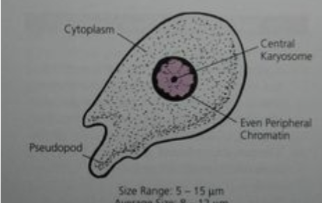 term image