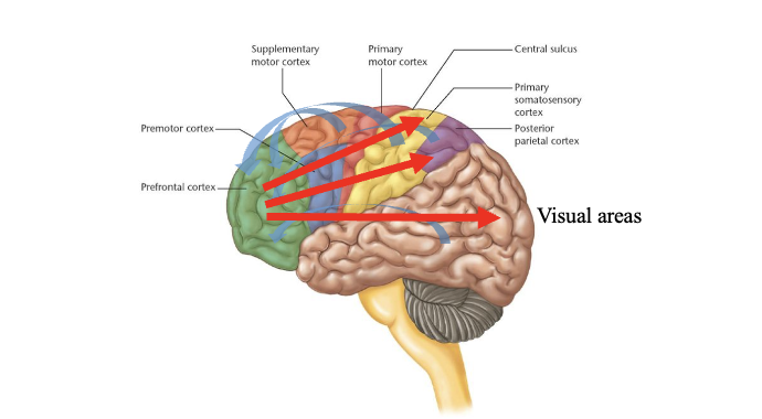 <ul><li><p>other parts of the brain are processing the visual stimuli (v1 receiving info about the basic properties of stimuli, where they are in space)</p></li><li><p>PFC is providing this signal that’s saying which of those locations we need to pay attention to (attentional modulation)</p></li><li><p>sends connections down the hierarchy/low levels of the sensory + motor systems &amp; can influence responses at those levels/regulate context dependent attention</p></li><li><p>PFC is master switch saying to all of these low-level systems that theres bars here, colors there, shapes, etc and to hone in on that, pay attention to those!</p></li></ul><p></p>