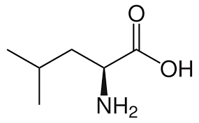 <p>Leu, L<br>nonpolar, uncharged</p>