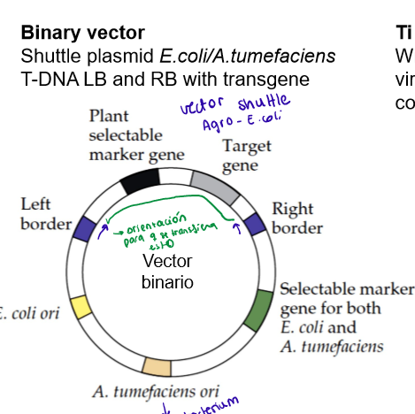 <ul><li><p>Vector binario: vector shuttle<em> E. coli/A. tumefaciens,</em> contiene T-ADN modificado con:</p><ul><li><p>El gen de interés</p></li><li><p>Los genes marcadores</p></li><li><p>El borde izquierdo y derecho</p></li></ul></li></ul><p></p>